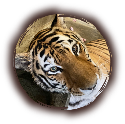 ノゾミ
