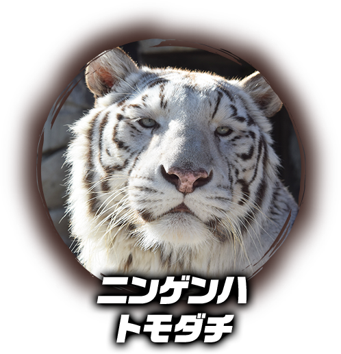 ニンゲンハトモダチ