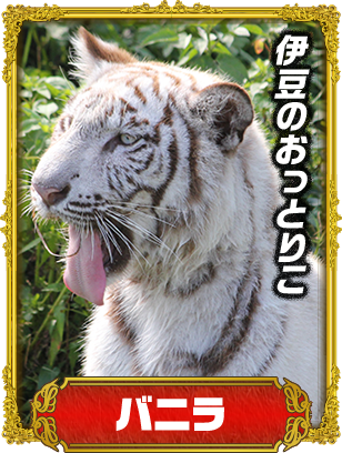バニラ