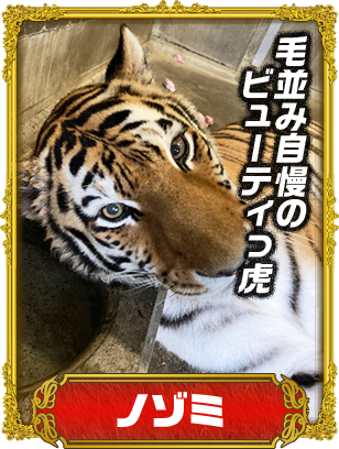 ノゾミ