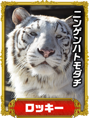 ロッキー